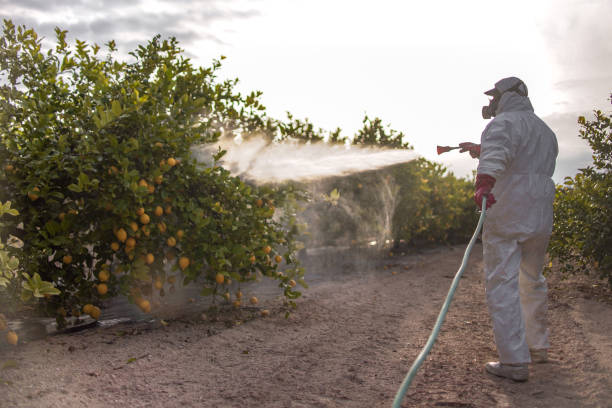 Best Termite Control Services  in Herald Harbor, MD