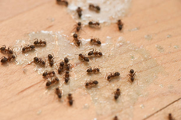 Best Insect Control  in Herald Harbor, MD